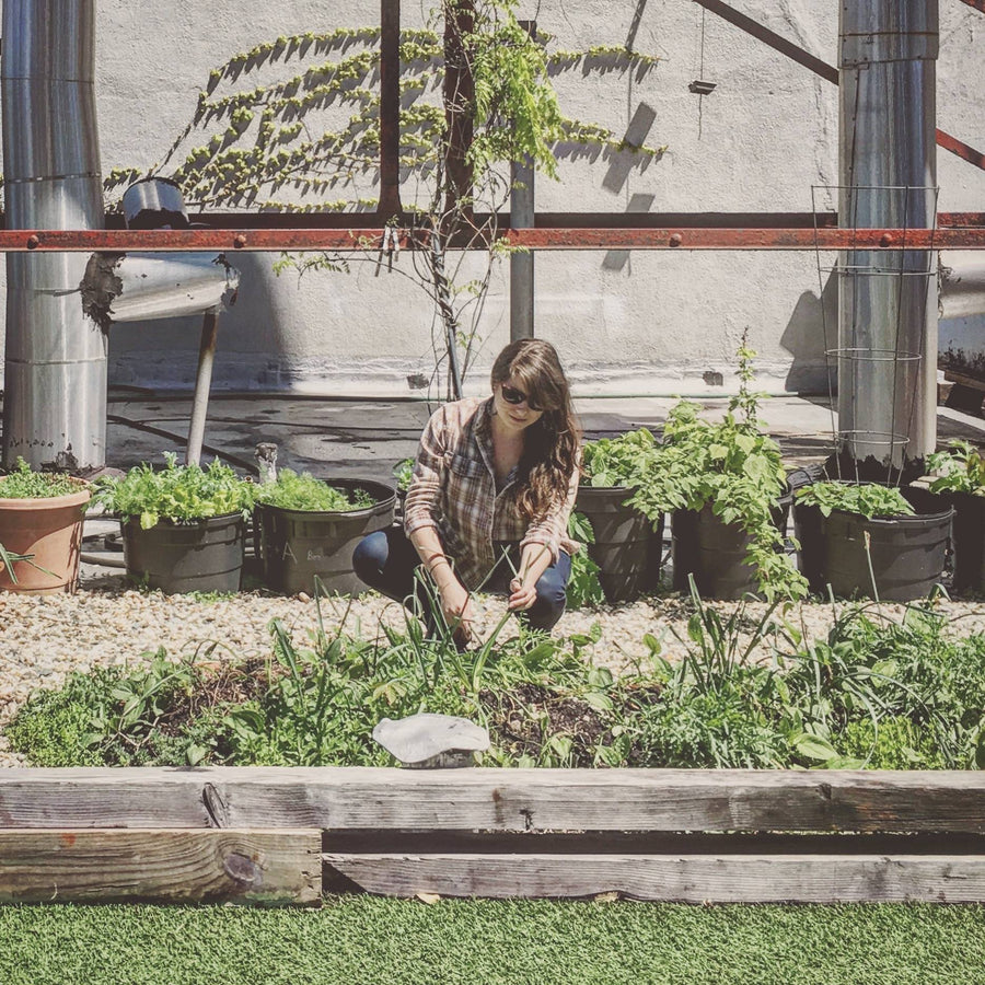 Erica, co-founder of FarmSteady, planting greens in the rooftop garden