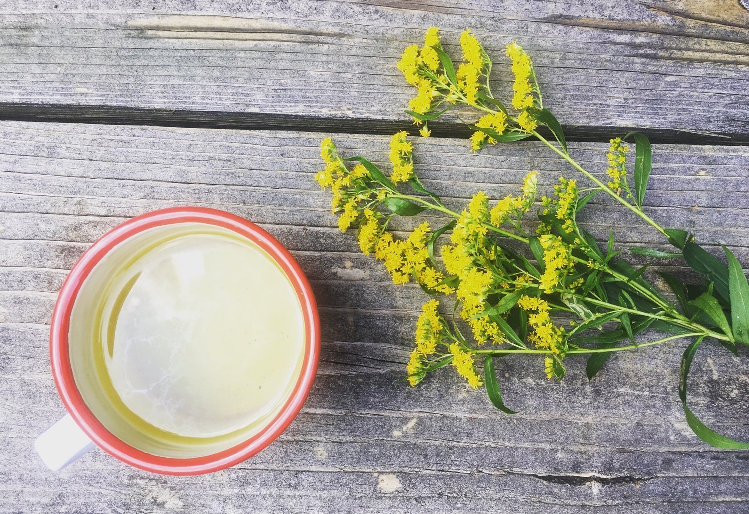 Recipe: Foraged Goldenrod Tea - FarmSteady