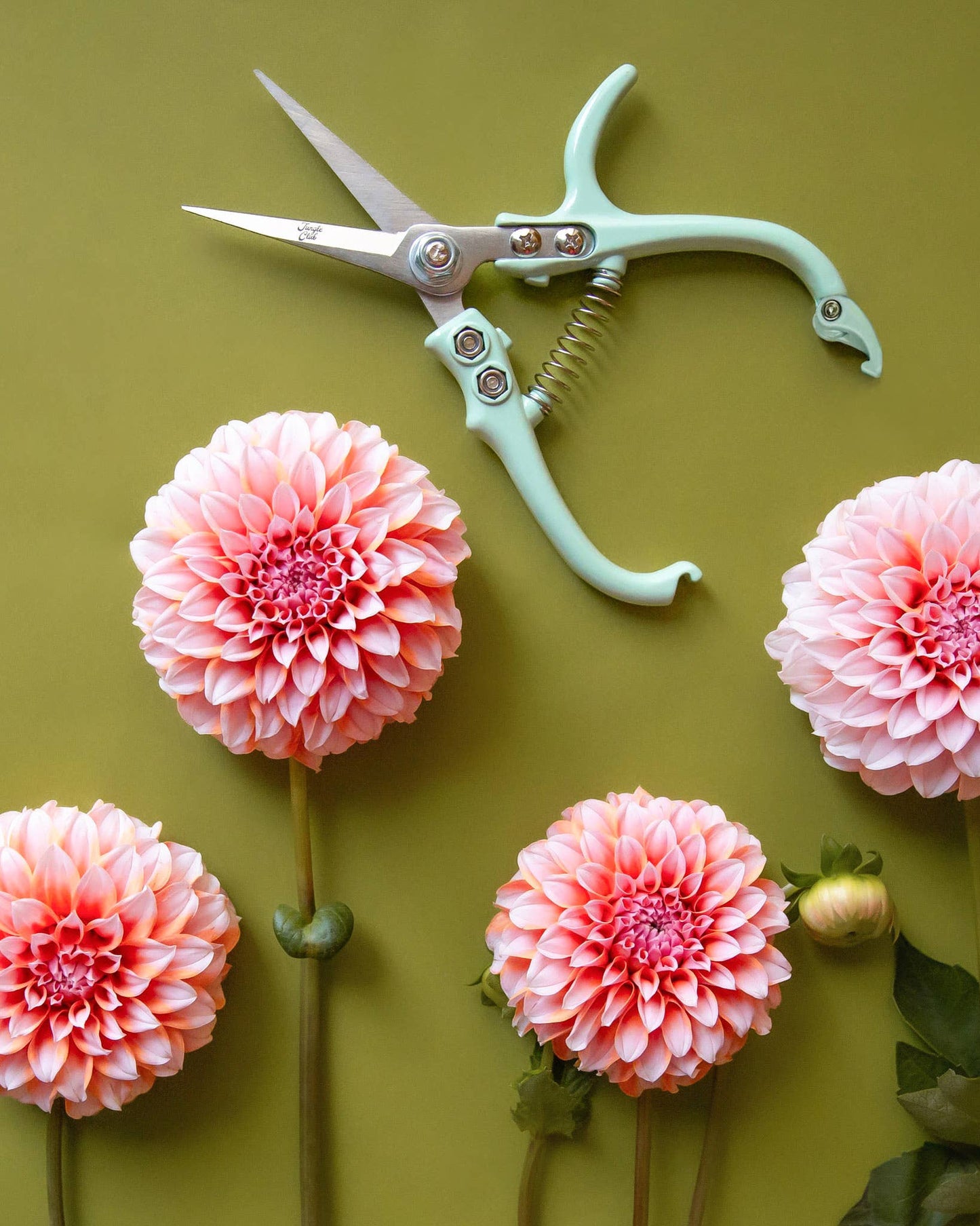 Lagoon green pruning shears with cut pink dahlias on an olive green background
