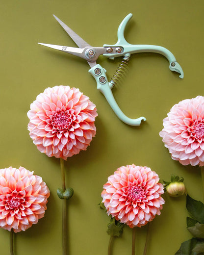 Lagoon green pruning shears with cut pink dahlias on an olive green background