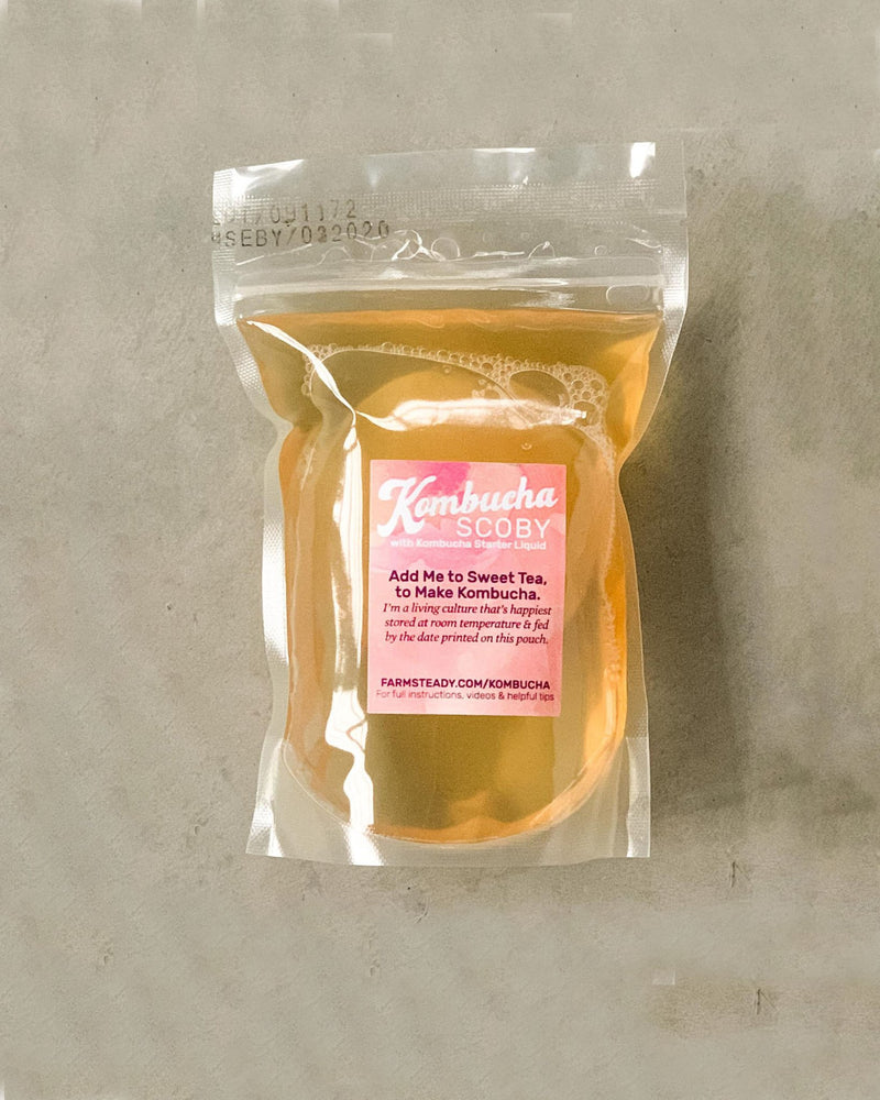 Kombucha SCOBY - 1 - FarmSteady